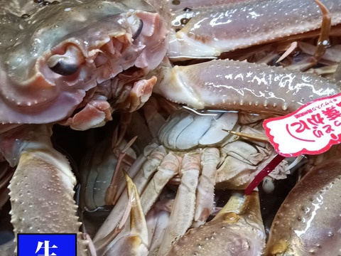 山陰冬の味覚の王者【松葉蟹】ズワイガニオス/大サイズ/400~600g【生】【冷蔵】