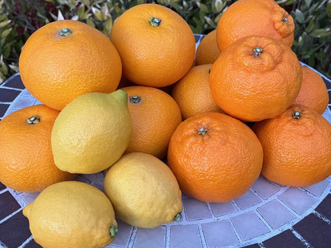 【柑橘食べ比べ】八朔・不知火・レモン詰め合わせ（箱込み5Kg）