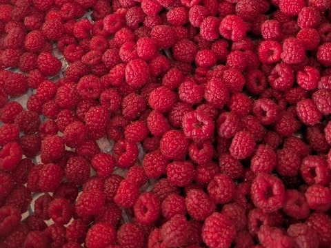 【有機JAS認証取得！ 】２品種食べ比べ！北海道十勝産冷凍ラズベリー（お勧め品種250gずつ2品種）［計500g］