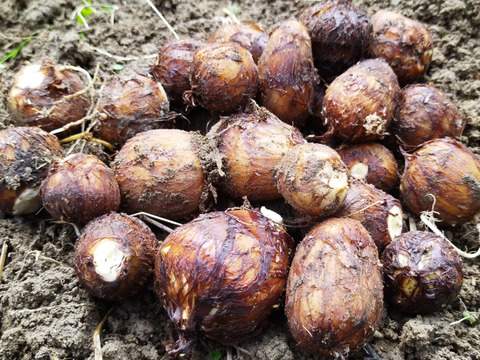 奥出雲やっちゃん農園農薬不使用　自然栽培野菜　里芋1キロ