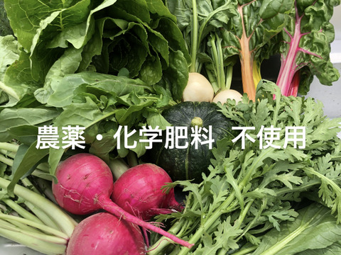 山と海に囲まれた大自然の鹿児島で育った野菜セット