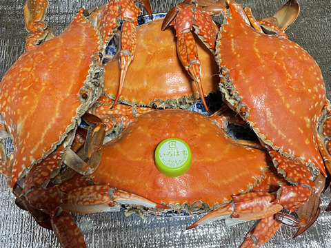 特大ワタリガニ 愛知県伊勢湾産 メス2匹ギッシギッシの内子自信あり 1匹 約550g合計 約1 1kg 基本茹でて発送します 冷凍冷蔵生も 愛知県産の魚介類 食べチョク 産地直送 産直 お取り寄せ通販 農家 漁師から旬の食材を直送