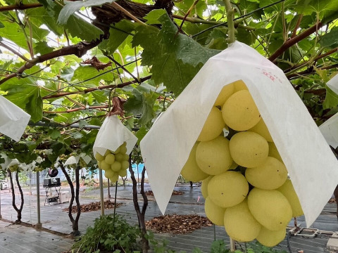 シャインマスカットを親に持つ、ベルニーナビアンコ　1.2～1.4ｋｇ