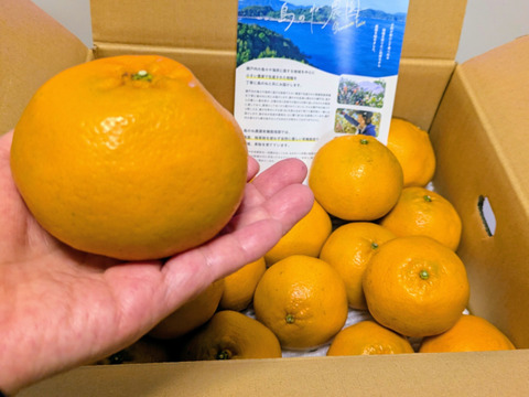 はるみ 島のね農園【愛媛みかん/木成り完熟/サイズ混合/3.5kg】