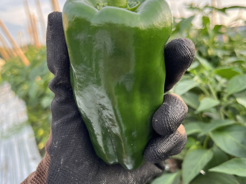 『淡路島五色産さららピーマン約1ｋｇ』ビタミンたっぷり！肉厚、美味！採りたて発送