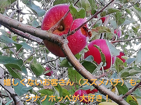 【色も味も濃い！】シナノホッペ　家庭用3キロ　小玉　JA基準より60％減の低農薬栽培