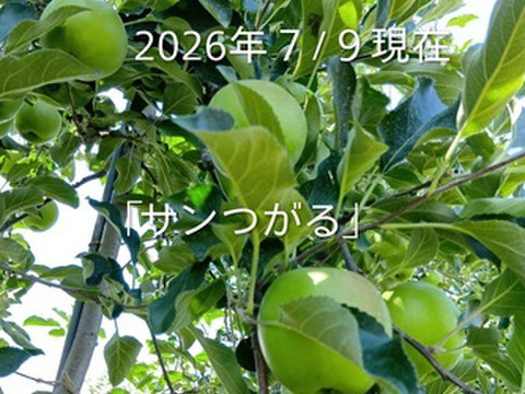 収穫中！「サンつがる約3kg」酸味からの甘味ジューシーデスよ！安定のバランスです。
