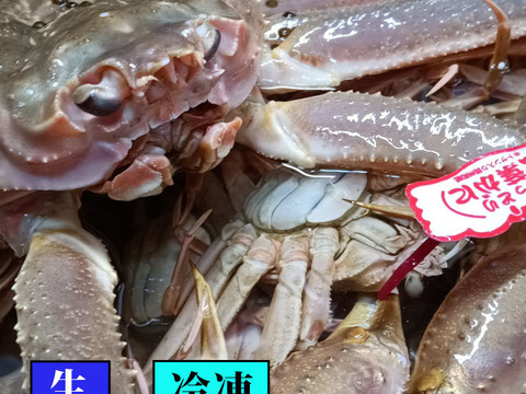 山陰冬の味覚の王者＜松葉蟹＞雄/中サイズ/600~800g/生をそのまま急速冷凍【冷凍】