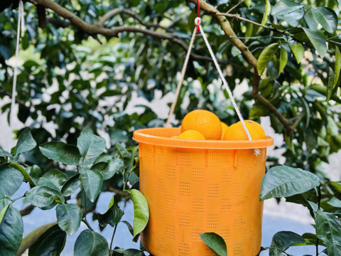（紅）大三島の木成り紅八朔⭐︎瑞々しい大粒の実♪（ご家庭用・5キロ）