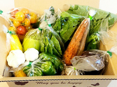 箱いっぱい！とりたて旬野菜１０種類前後 【農薬・化学肥料不使用】