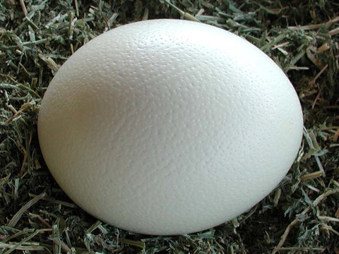 ズッシリ！鶏卵30個分の大きさのオーストリッチ（ダチョウ）のたまご（食用・1.2～1.5Kg前後）
