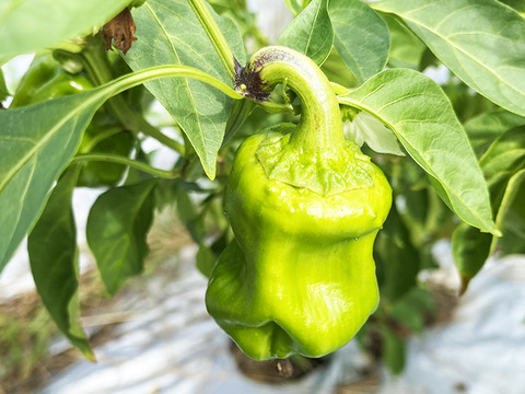 【冷凍唐辛子】伝統の味！ぼたんこしょう（約250g）農薬・化学肥料不使用