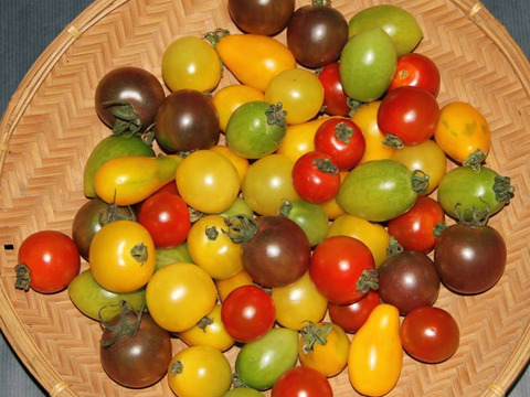 希少な自然栽培のカラフルミニトマト 3 5種類 1kgセット 山梨県産 食べチョク 農家 漁師の産直ネット通販 旬の食材を生産者直送 希少な自然栽培のカラフルミニトマト 3 5種類 1kgセット 山梨県産 食べチョク 農家 漁師の産直ネット通販 旬の食材を生産者直送