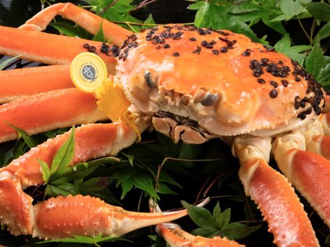 ⭐️ついに販売開始‼️宮内庁御用達の三国港の【越前蟹】冬の王者ブランドの黄色のタグ
※蟹では日本で初めての水産省の地理的表示G1認定の表示、
歴史・格式・品質保証が揃った一杯［茹で蟹]　数量限定、