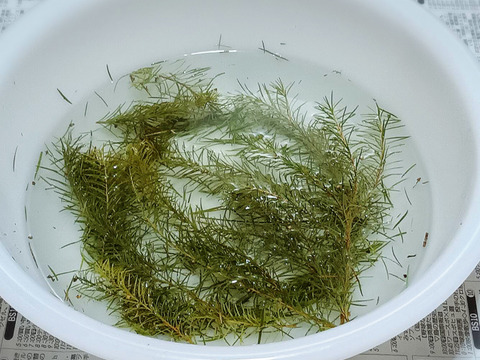 箱に入るだけたっぷり！フレッシュティーツリー