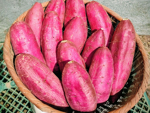 シルクスイート（Ｓ～Lサイズ）20kg