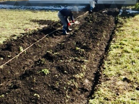 【サイズ混合ほくほく男爵、でんぷん質たっぷり！！】約２キロ！！農薬肥料不使用！！