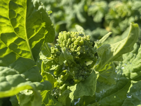 旨味たっぷり濃厚な味わい！貴重な伝統京野菜、畑菜の菜の花！軸まで美味しい【菜の花500g】買い合わせ1キロまで送料同額！