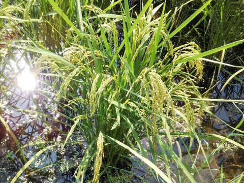 令和3年度産 自然栽培米 【ぴかまる】 玄米 10kg