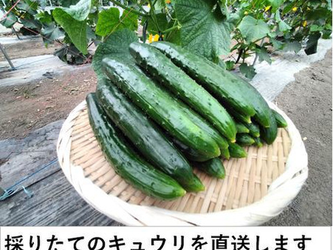 冬野菜もりもりセットA（５種類）