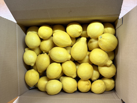 【季節外でもフレッシュな味わい！】冷蔵貯蔵の貯蔵レモン ワックス・除草剤不使用の皮ごと楽しめる国産リスボンレモン（10kg・冷蔵便）