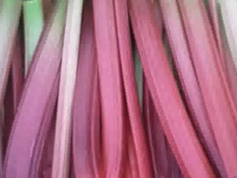 信州産　春1番暗室栽培ルバーブ　Forced Rhubarb 60サイズ約2キロ