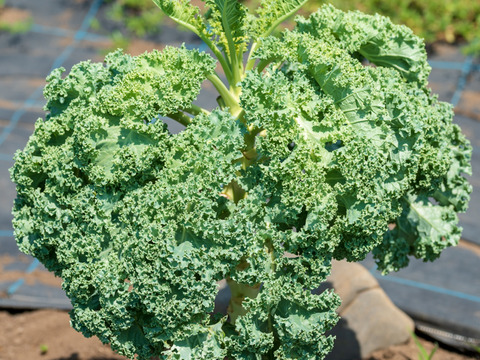 【京都産ケール】　オーダーからの収穫！　1kg