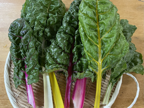 【定期便3ヶ月/旬で新鮮！】淡路島からお届けする新鮮野菜セット Mサイズ（9〜10品入り）の定期便