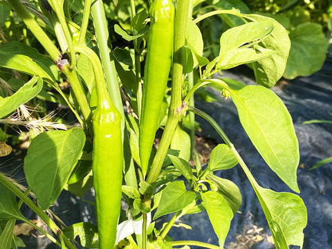 ぴり辛で最高にウマい！国産韓国唐辛子（総量400g）農薬・化学肥料不使用
