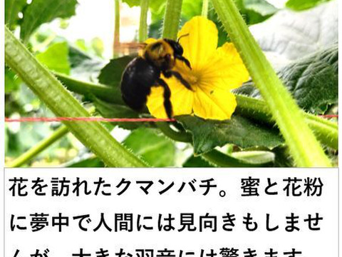 【福袋2025】夏野菜セット888〈トマト８、ナス８、キュウリ８〉