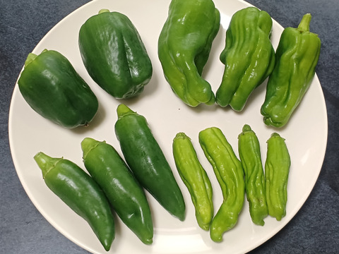 【お試し】北海道産　旬の夏野菜セット1.2Kg(4～5品目)