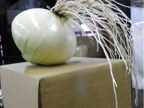 予約販売【新タマネギ5㎏】 甘みとうまみがある!　根と皮までとことん食べよう。　【20年間以上除草剤、農薬を全く使わず、地中の微生物の力を借り、堆肥、灰、米ぬかで愚直な循環型農業を行っています。】