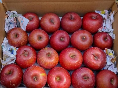 【最終出品】サンふじ　家庭用　約3.5キロ　極小玉・葉とらず【JA基準より60％減の低農薬栽培】