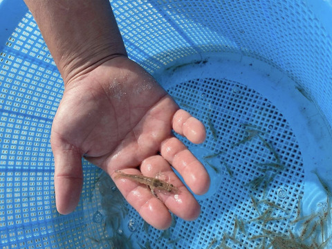 【お歳暮 ギフト対応】あまくて ぷりぷり！天草産活き車海老 《500g》