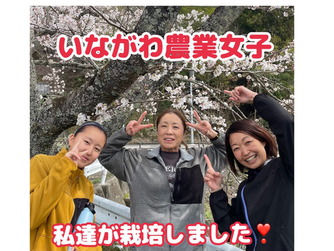 枝豆　丹波黒枝豆予約受付中（毛取り洗浄済みの為、簡単調理）【期間限定】2025年10月15日より順次発送致します