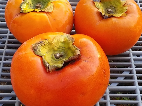 [訳あり】富有柿糖度13度ＳMＬ混在(4㎏)和歌山九度山産