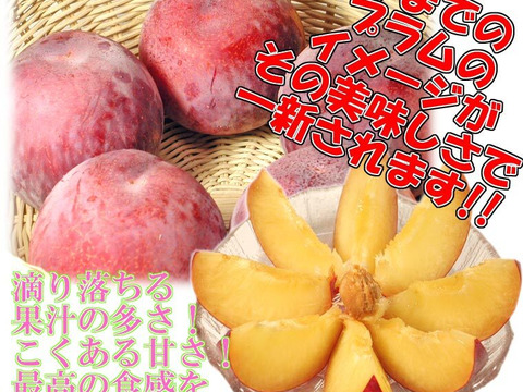 クール便  酸味と甘みのバランスが最高　山梨県南アルプス市特産 プラム貴陽約1.6kg　【訳あり】美味しい食べ方や保存の仕方を同封します！