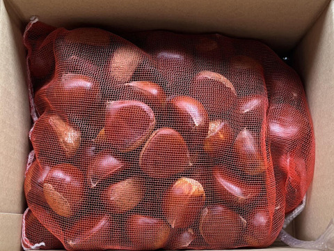 【農薬不使用】大粒で上品な味わい！遠州和栗(2kg)