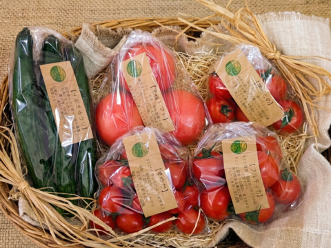 🏆食べチョクアワード新人賞受賞記念【30箱限定】春の名残と夏の走り。ぶるベジの「おいしい瞬間」トマト4種＆シャキシャキ朝採り四川きゅうり【2026春・早期予約】【5月下旬〜発送】