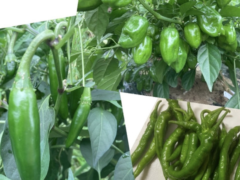 辛いもんトリオ バラにんにく付き 青唐辛子 ハラペーニョ 青 ハバネロのセット 岩手県産の野菜セット 食べチョク 産地直送 産直 お取り寄せ通販 農家 漁師から旬の食材を直送