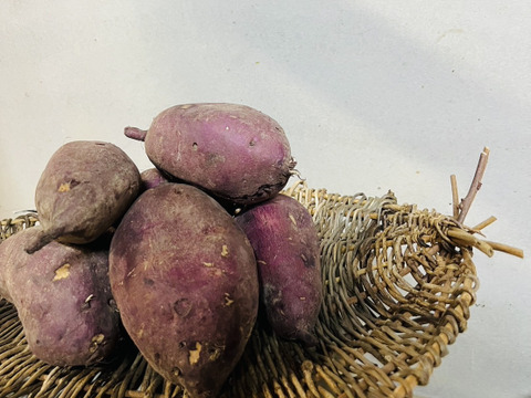 今が旬！淡路島 サツマイモ シルクスイート 10kg