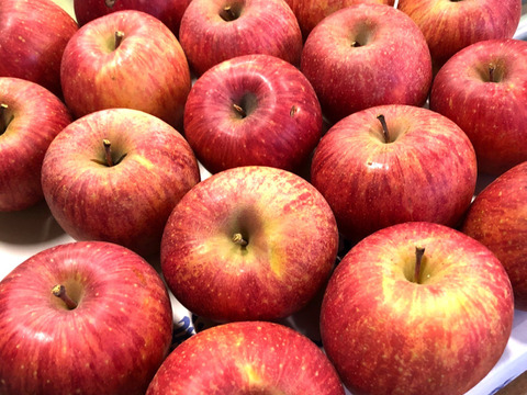 【りんご】木成り完熟りんご「サンふじ家庭用5ｋｇ」鮮度保持技術使用のフレッシュりんご