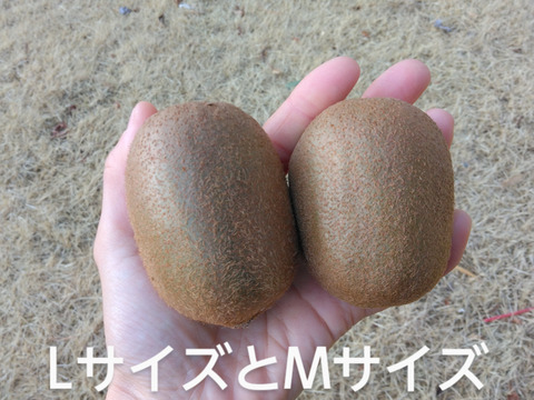 【２年連続受賞】下仁田町産キウイフルーツ（Mサイズ/33個入）