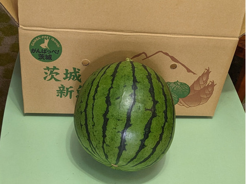 ご家庭用中玉スイカ 【Ｌサイズ】！期間数量限定