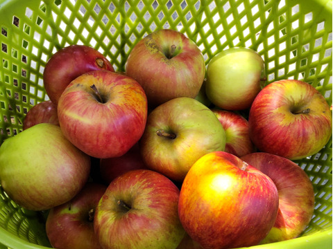 サンつがる　加工用（生食も可）　約10キロ【葉とらず】JA基準より60％減の低農薬栽培