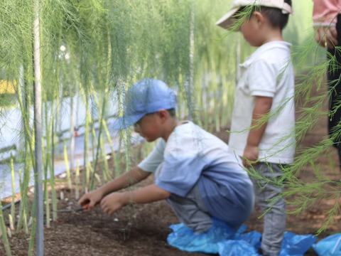 【受賞記念&登録記念SELE🎊】那須塩原産アスパラガス｜2Lのみ｜朝採れ｜1.0kg｜じゅわっと春のごちそう