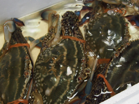 捕れたてワタリガニ 1kg前後 岡山県産 食べチョク 農家 漁師の産直ネット通販 旬の食材を生産者直送