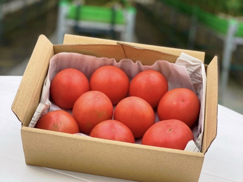 【お試し】ずっしり❗️ジューシー❗️朝採り完熟トマト(規格外)