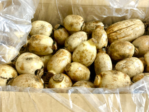 【訳ありB級品】箱にぎっしり詰めました！天草れんこん （MIXサイズ4Kg以上）(20~30節)