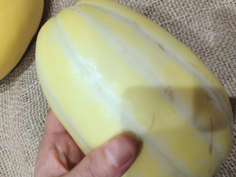 マクワウリ（１玉）  どこか懐かしい味♪ ほんのり甘いマクワウリ☆常温便